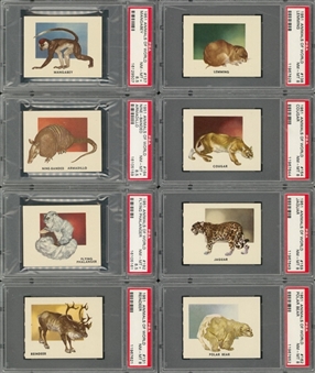 1951 Topps "Animals of the World" Complete Set (100) - #1 on the PSA Set Registry!